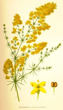 gaillet jaune fleur sauvage jaune